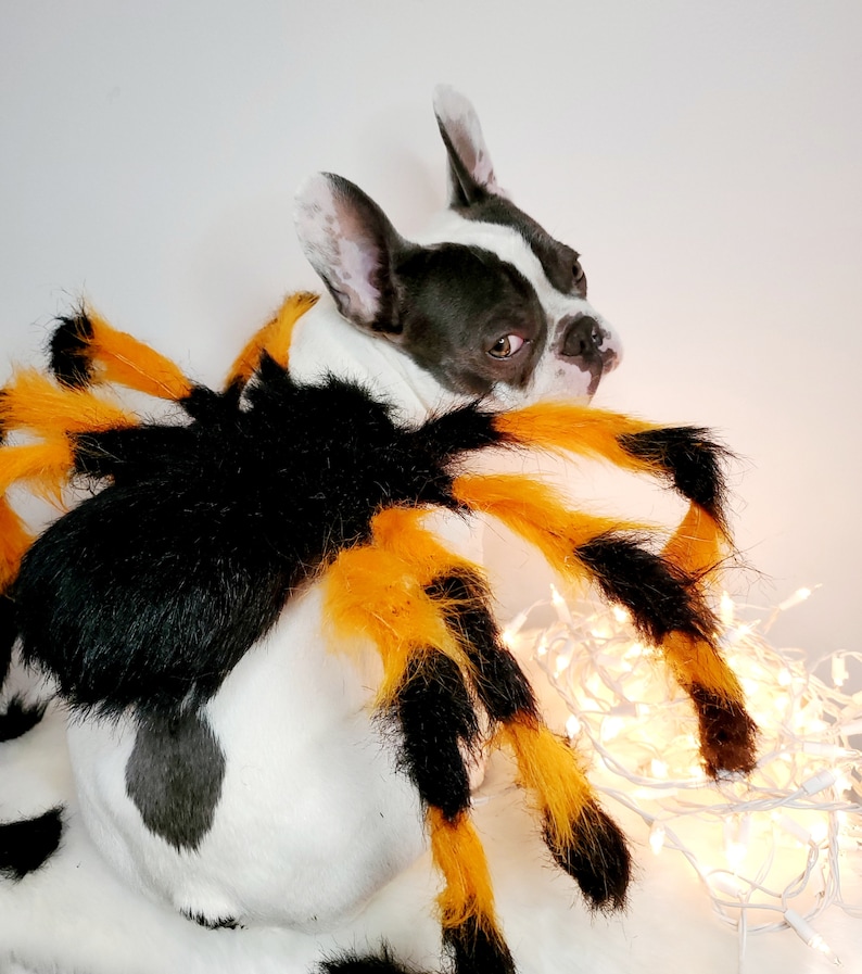 Spider costume for pets / Halloween costume/Dog costume/ image 4