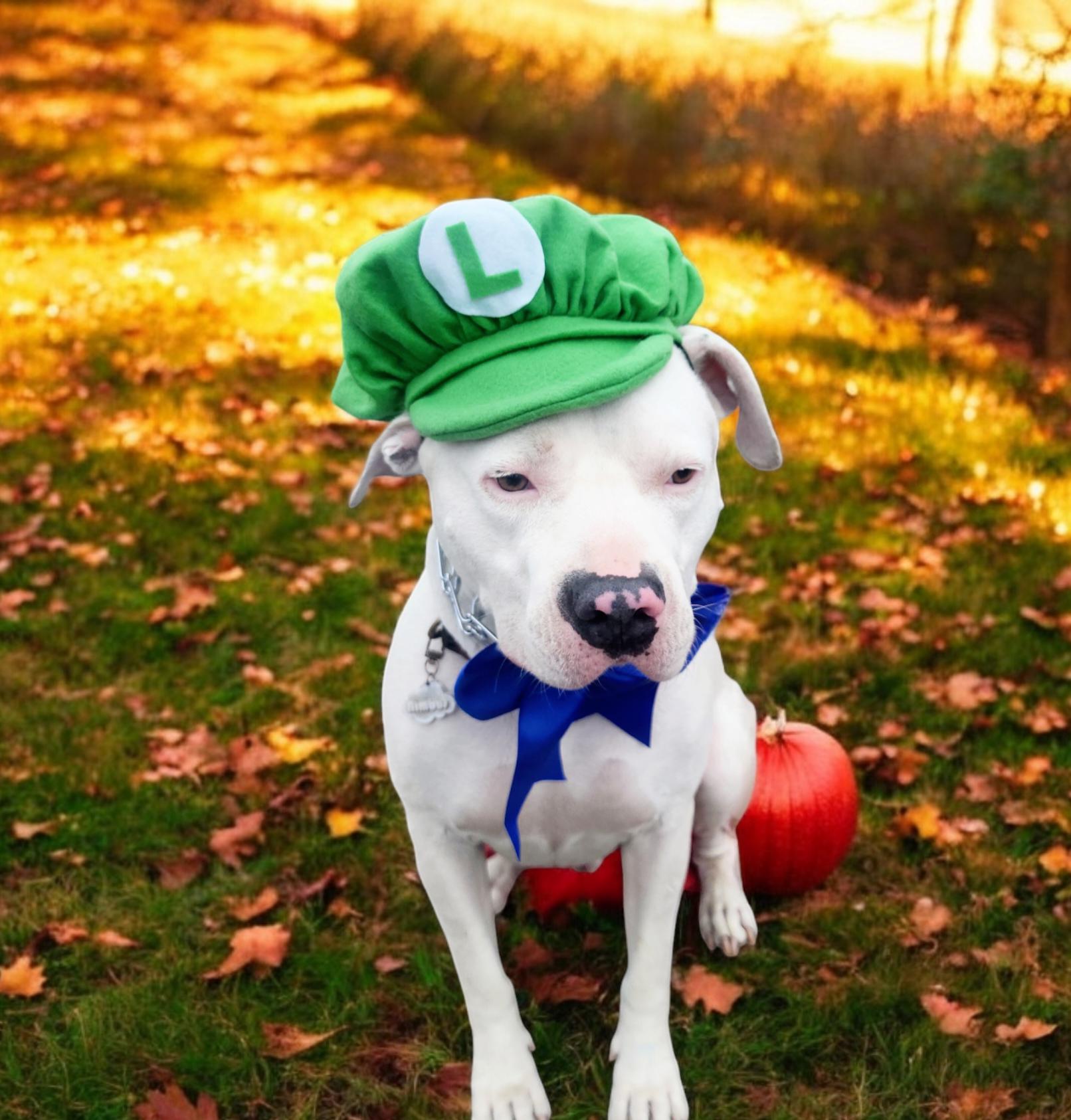 Dog luigi costume online
