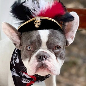 Pirate hat for dog or cat with feather/Halloween  costume/