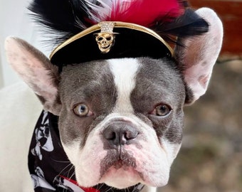 Pirate hat for dog or cat with feather/Halloween  costume/