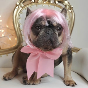May include: A French Bulldog wearing a pink wig and a large pink bow. The dog is sitting on a white chair with a gold ornate back. The dog has a gray and brown coat.