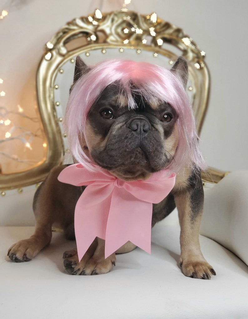 May include: A French Bulldog wearing a pink wig and a large pink bow. The dog is sitting on a white chair with a gold ornate back. The dog has a gray and brown coat.