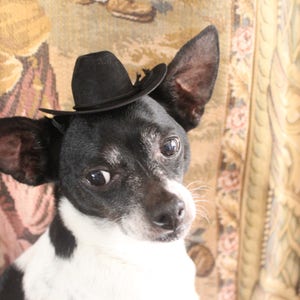 Cowboy hat for dog or cat black color /Small animals hat/Halloween dog hat /Cowboy dogs hat/ image 5