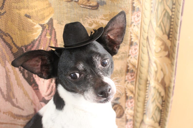 Cowboy hat for dog or cat black color /Small animals hat/Halloween dog hat /Cowboy dogs hat/ image 5