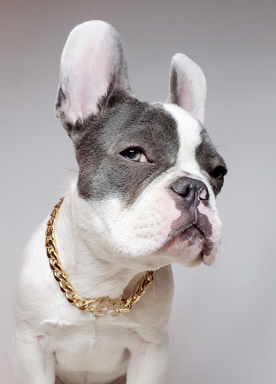 Supper cute dog neck chain gold color/ Jewelry for pet Etsy 日本