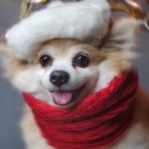 Set 2 piece Beret and  Scarf for dog cat or small animal / Costume/Christmas gift /