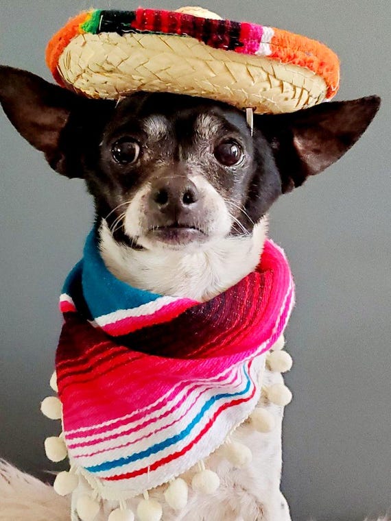 Dogs Costume set Sombrero Hat and Bandanna Scarf for Dog or Cat Halloween Pet Costume Etsy