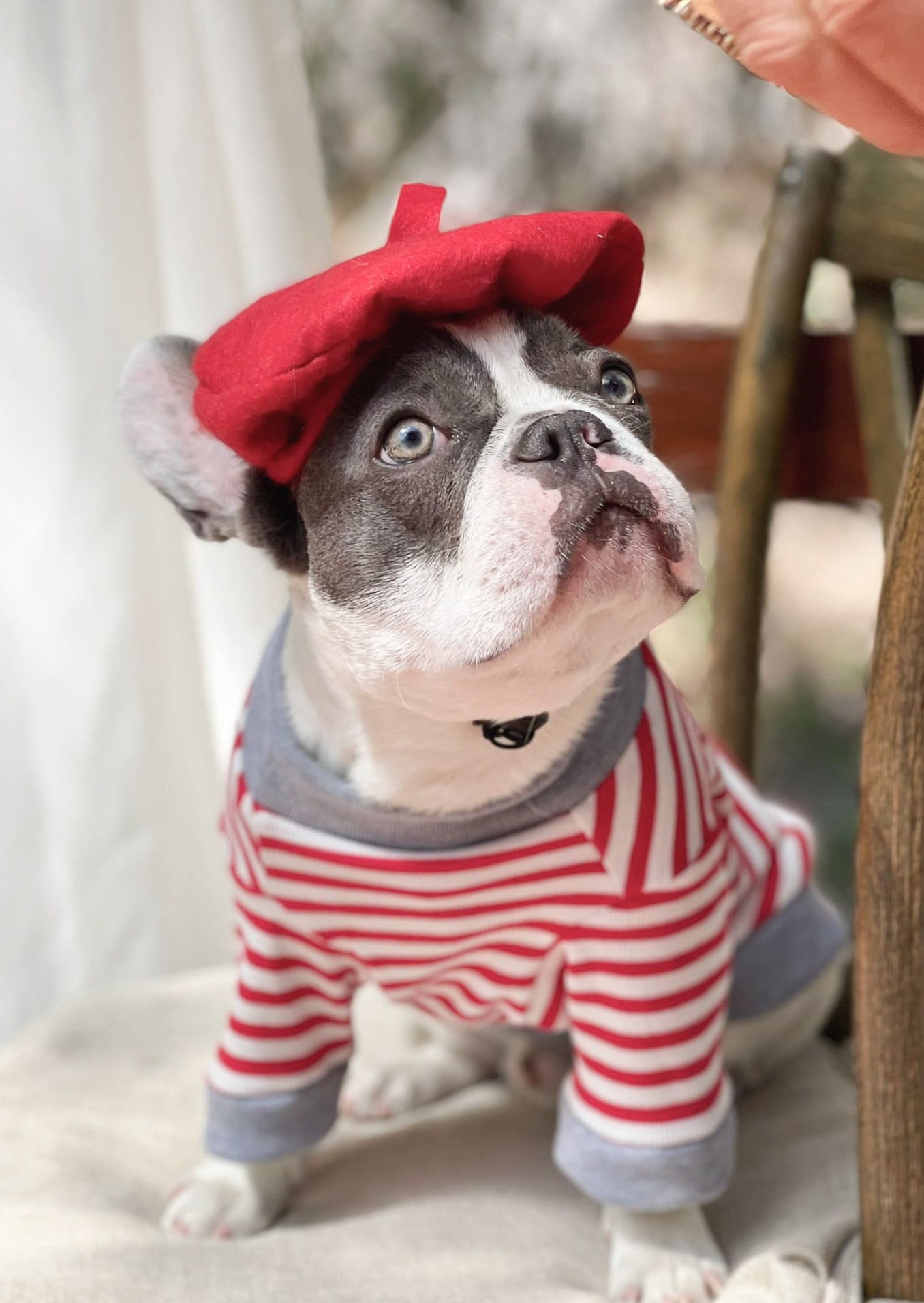 Beret Hat Red Color for Dog or Cat /hat for Dogs/beret for Etsy