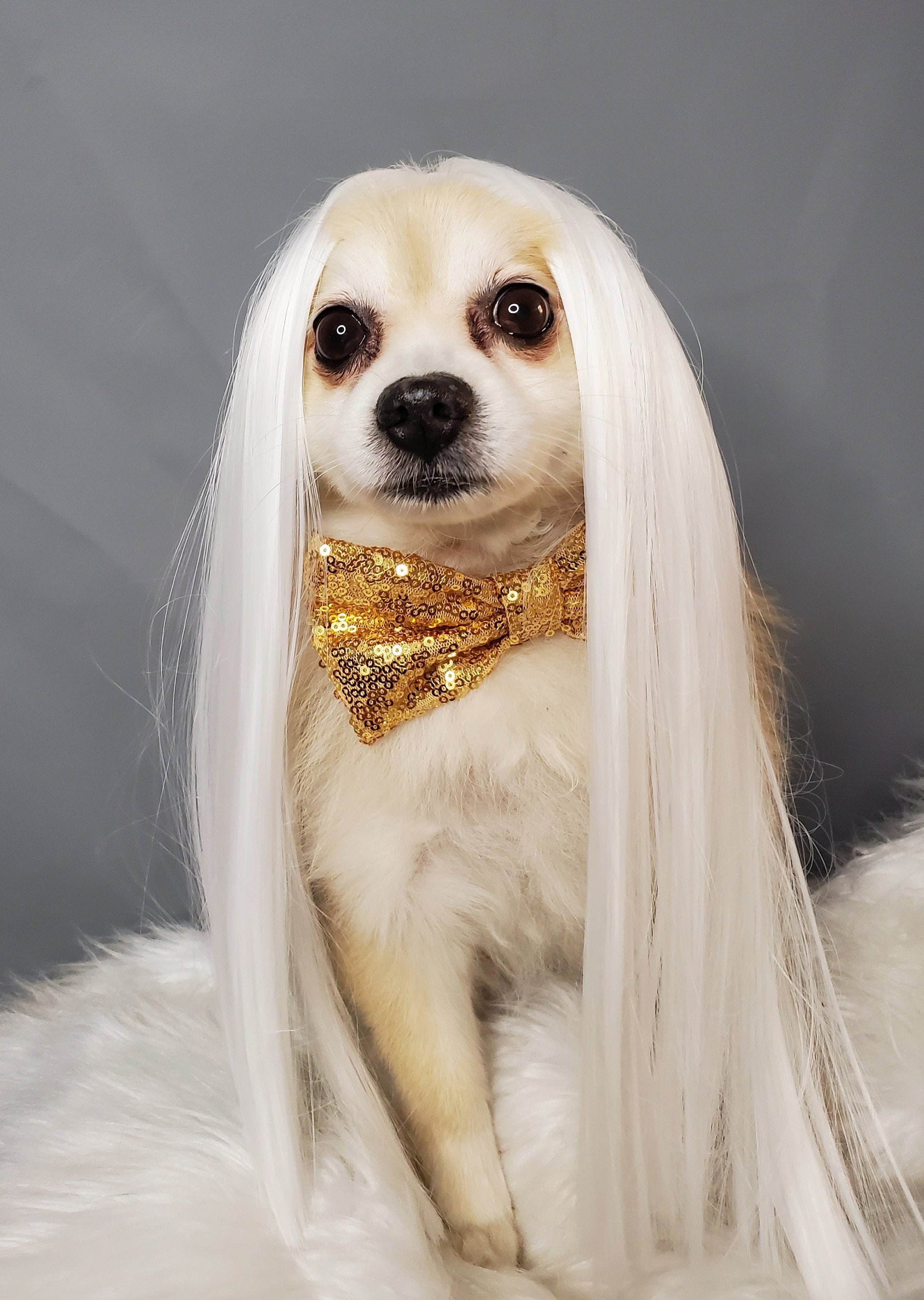 Super Blond Color Pet Wig for Dog or Cat Small - Etsy