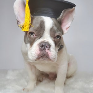 Chapeau de remise des diplômes pour chien/Chapeau de remise des diplômes chat/Chapeau de remise des diplômes pour petit animal/ image 8