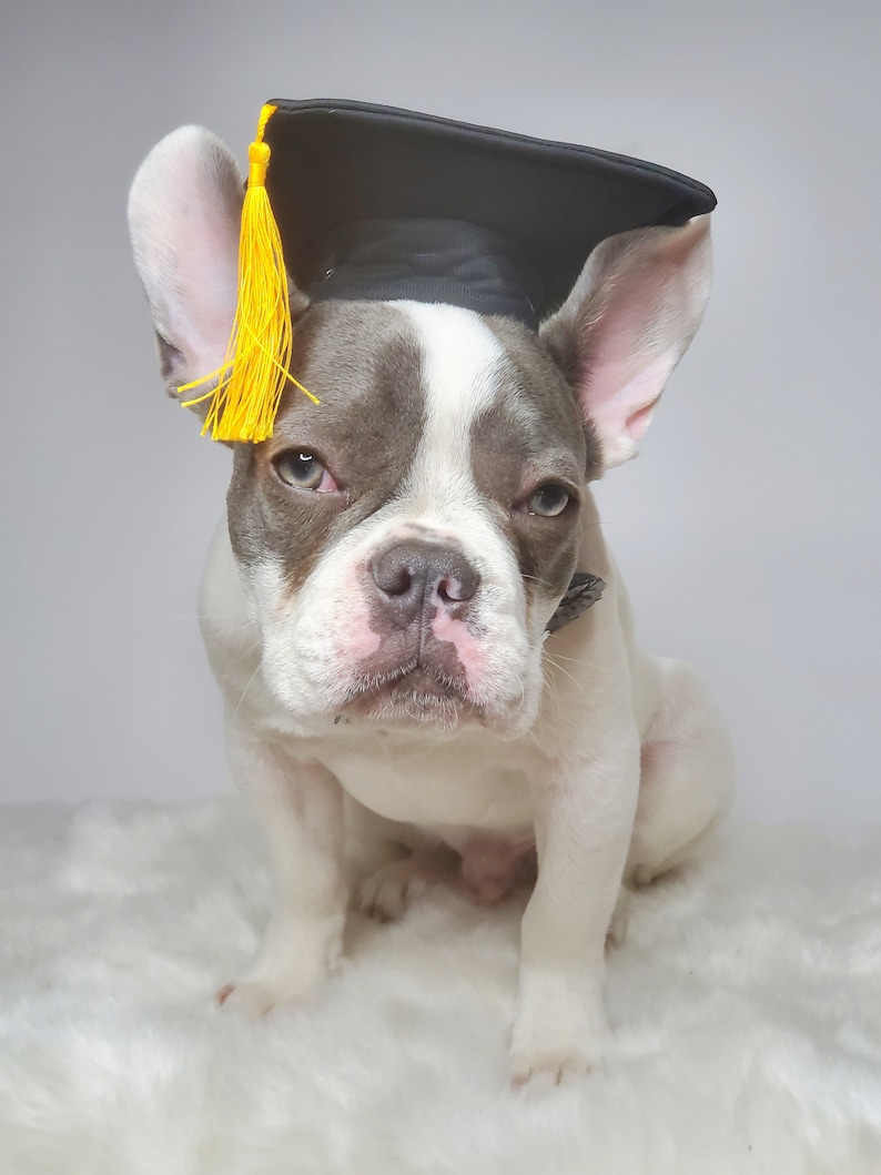 Chapeau de remise des diplômes pour chien/Chapeau de remise des diplômes chat/Chapeau de remise des diplômes pour petit animal/ image 8