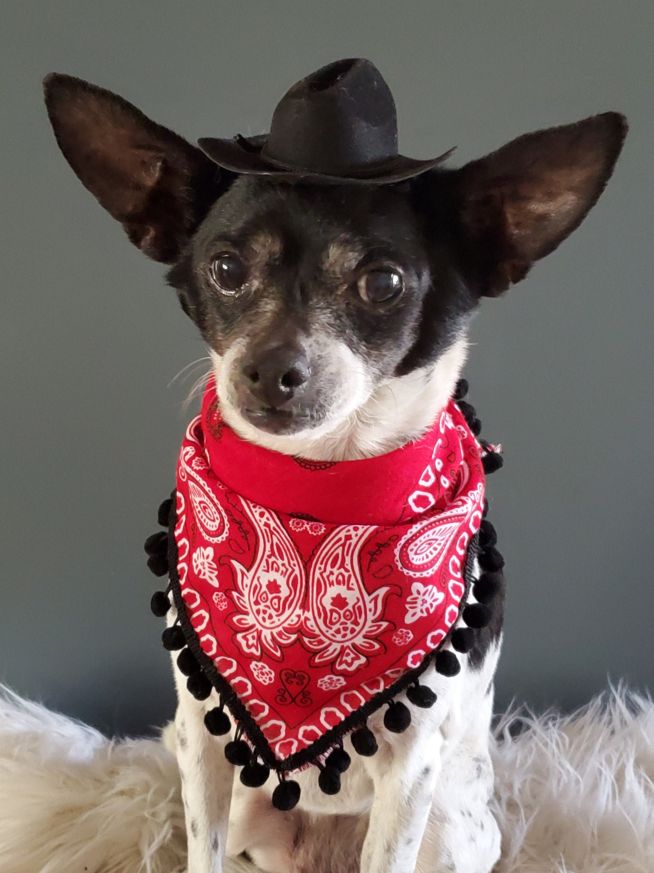 WODISON Cool Pet Dog Cat Cowboy Costume Hat and Bandana Scarf Set of 2 WODISON Cool Pet Dog Cat Cowboy Costume Hat and Bandana Scarf Set of 2