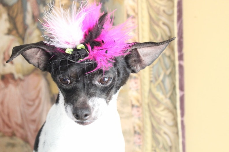 Cute black color mini hat with black pink and white color feather and flowers for dog or cat