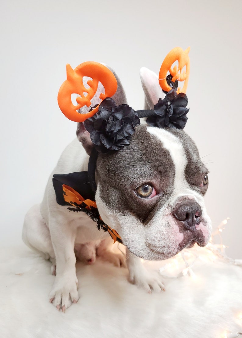 Beautiful headband and bow tie /Halloween costume/Dog costume / image 2