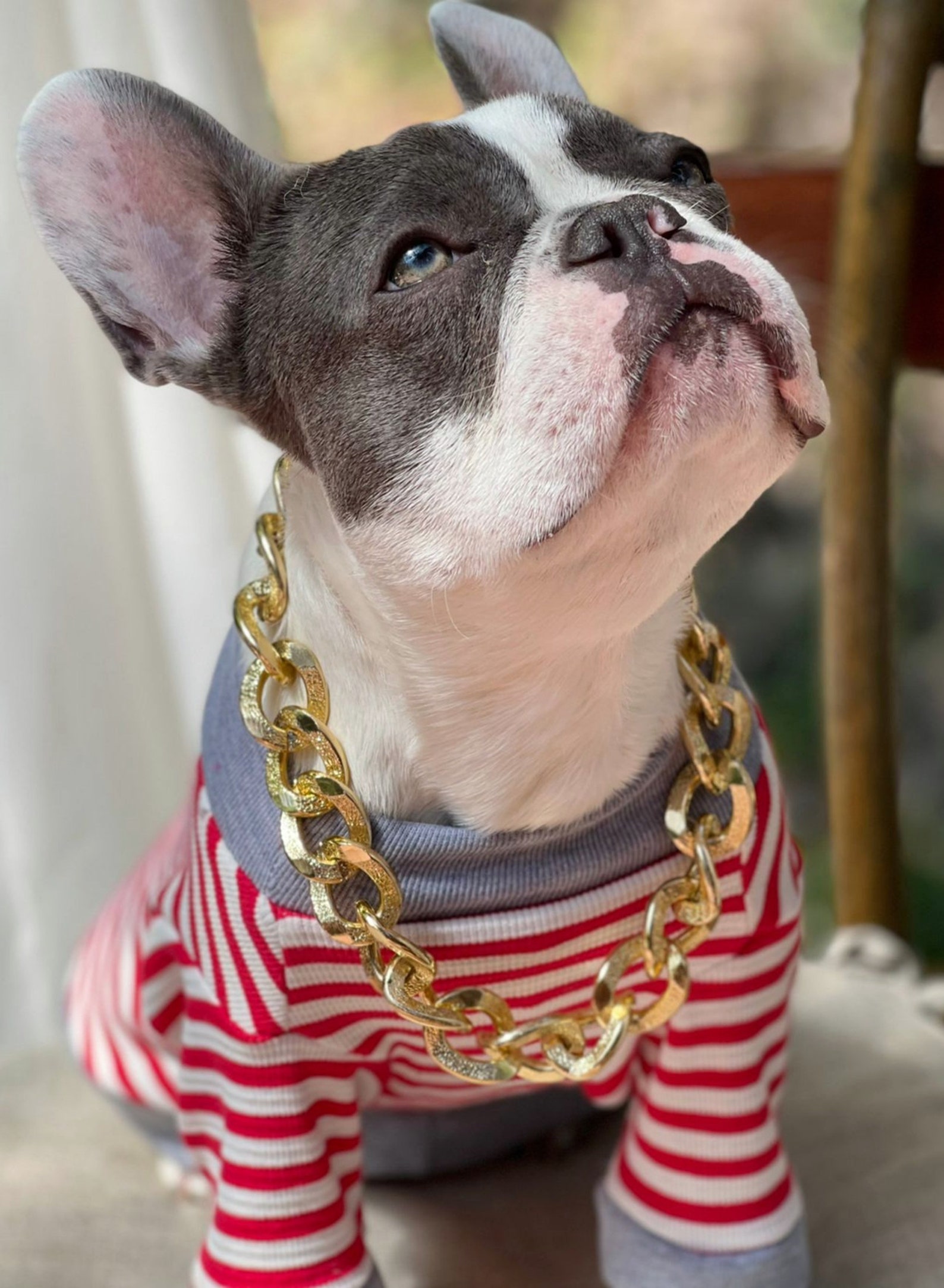 Supper Cute Dog Neck Chain Gold Color/ Jewelry for Pet Etsy
