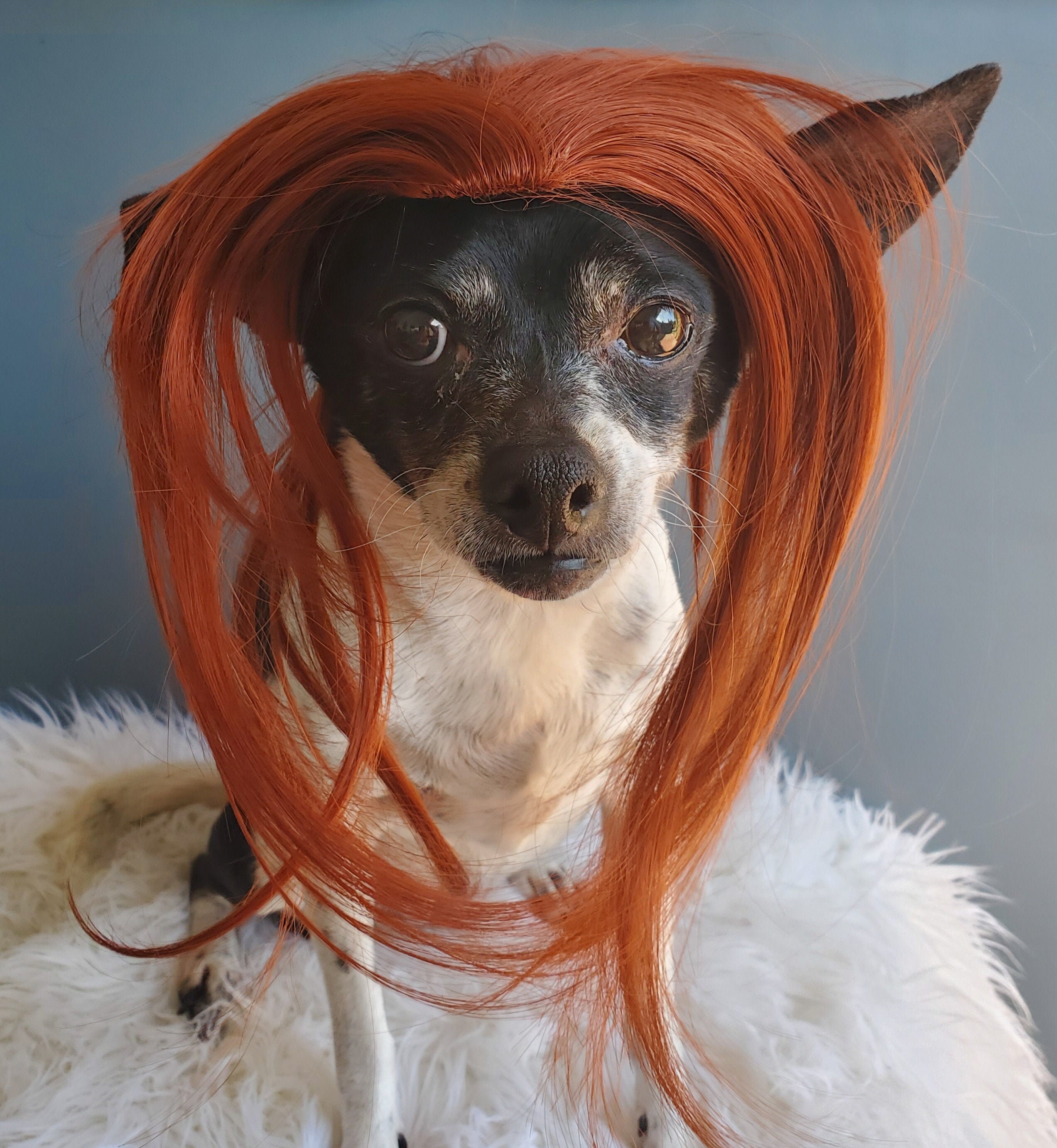 red wig for dog