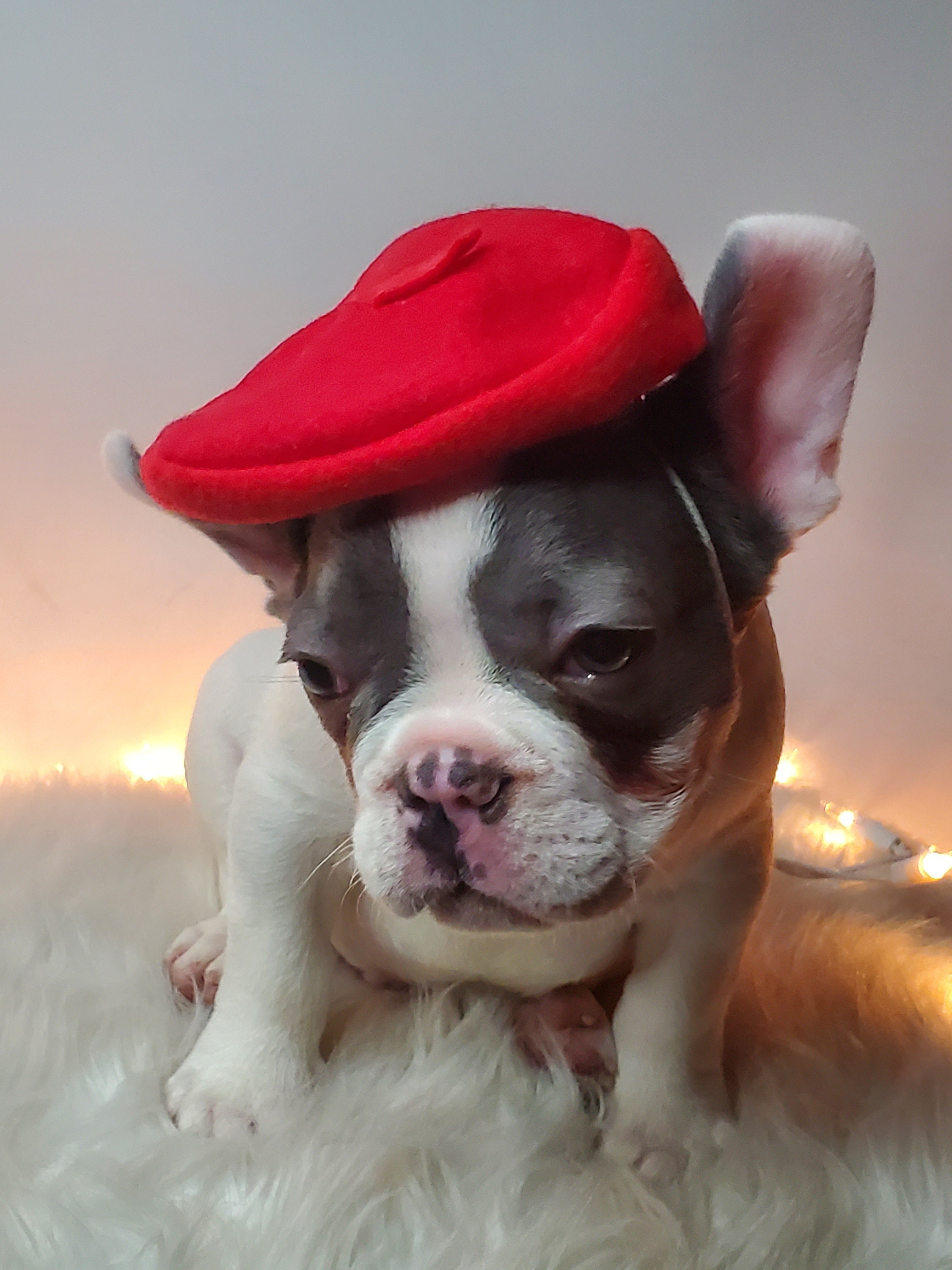 1355 Bae Heart Sentiment Parisian French Bulldog Beret Hat, Design French Beret Hat, Hat for Dog, Dog Hat, Dog Beret, Dog  main image 2