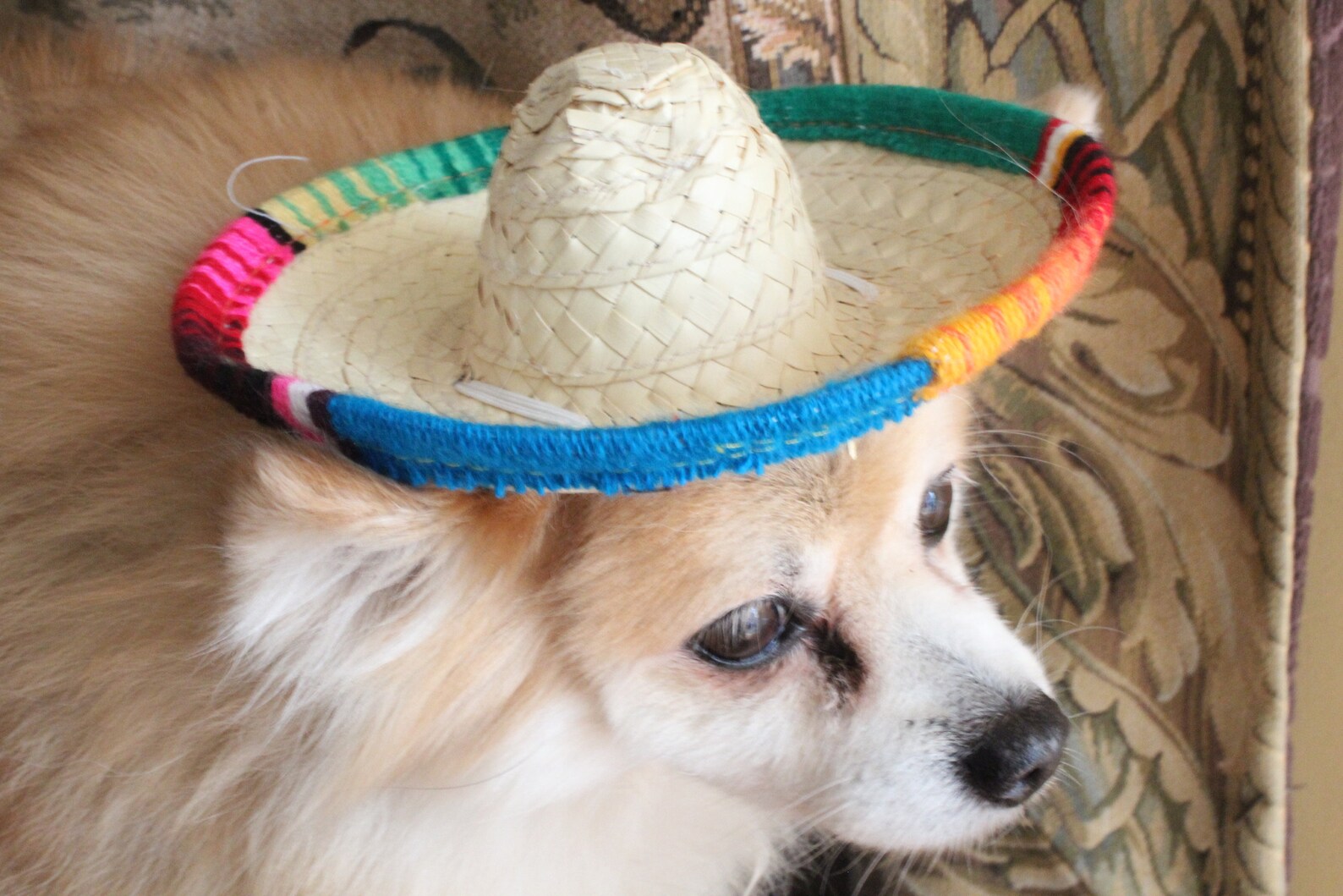 Cute Sombrero Hat for Dog or Cat / Sombrero for Dogs/costume - Etsy