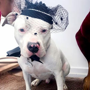 Elegant hat black color  /Hat for small pet /Costume for dogs/