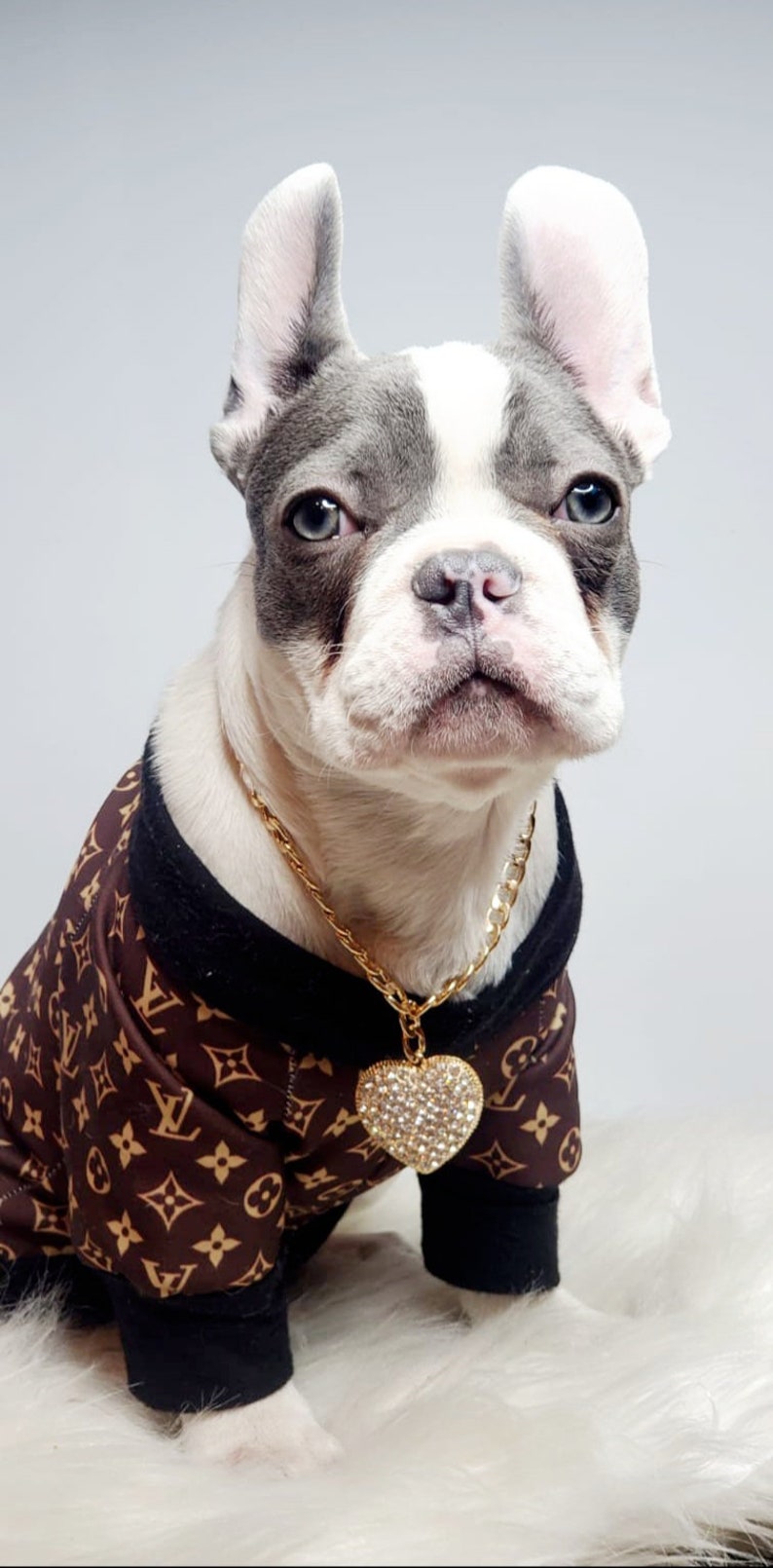 frenchie chain collar