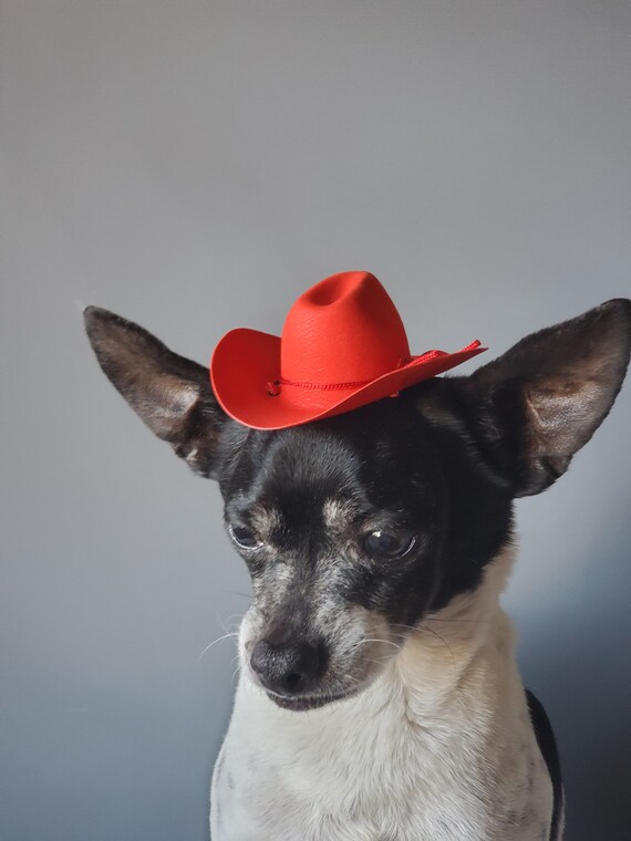cowboy dog hat