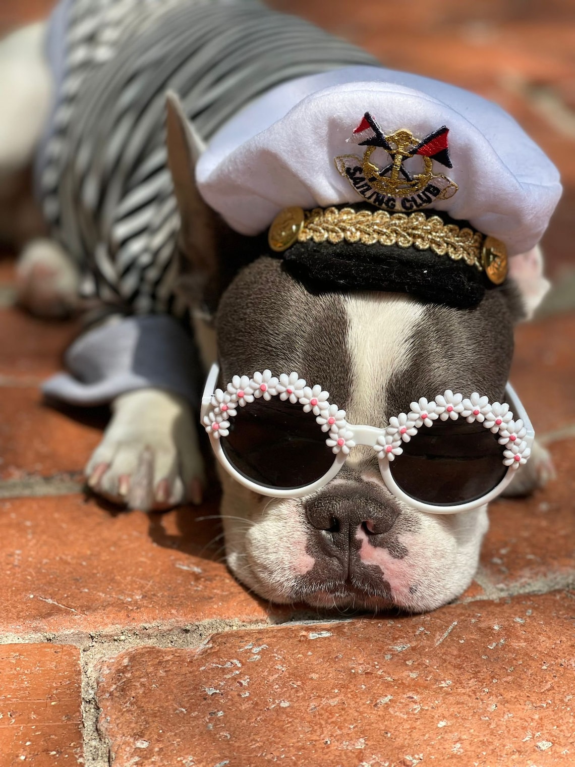 Captain Hat for Dog or Cat Small Animal Doll /halloween Pet Etsy