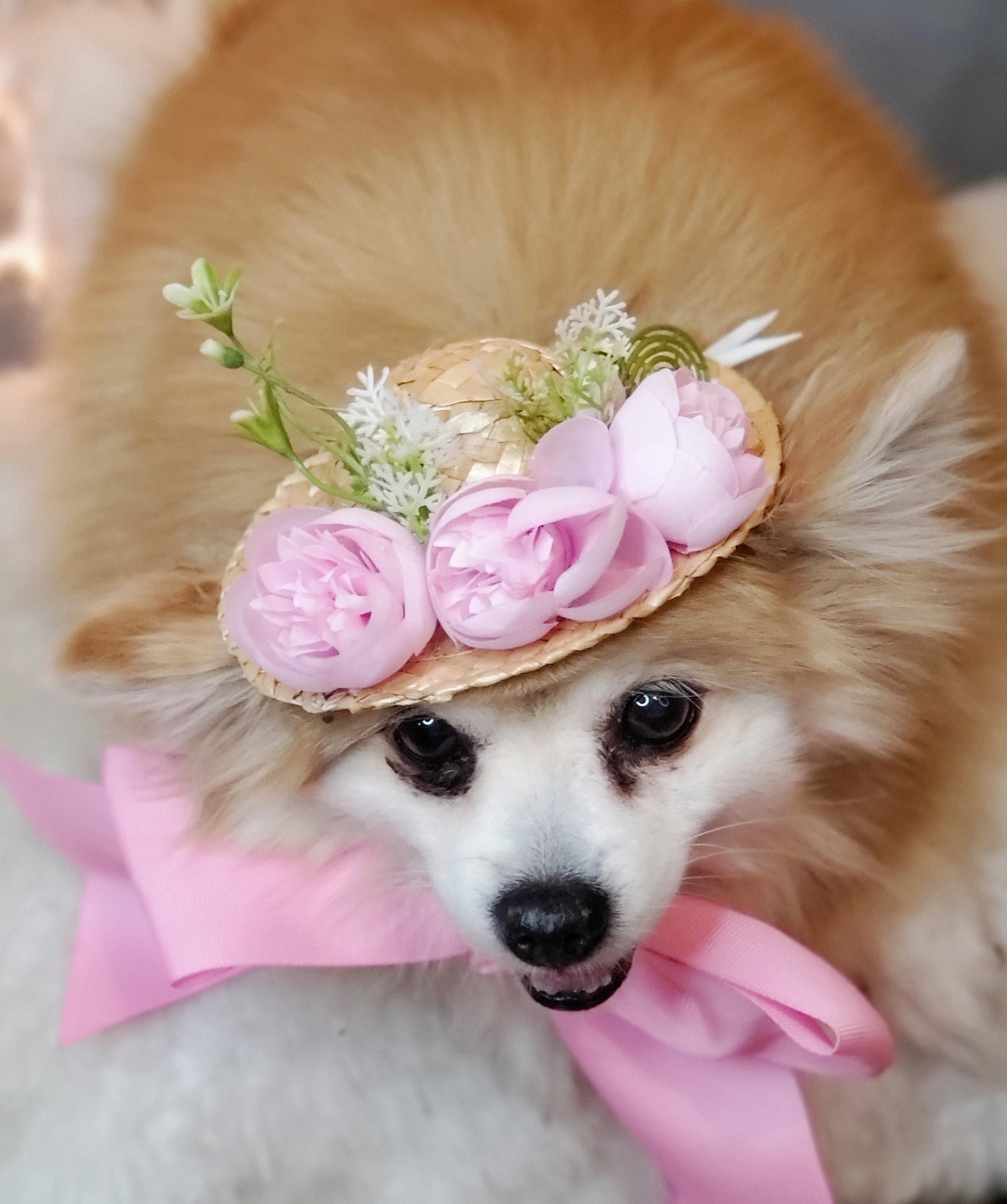 小型犬・猫用花柄麦わら帽子、エレガントなペットコスチューム - Etsy 日本