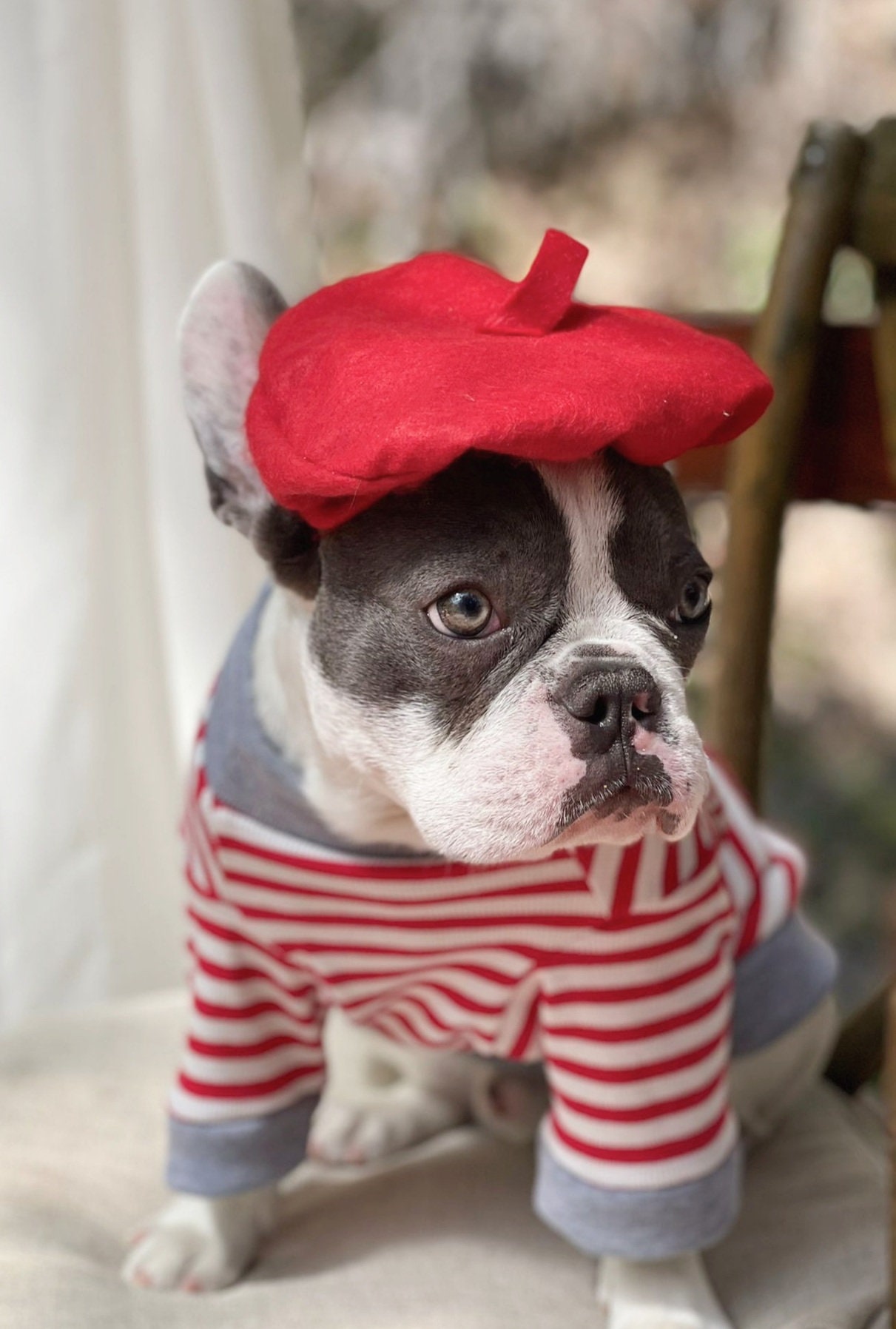 8533 Bae Heart Sentiment Parisian French Bulldog Beret Hat, Design Café Pup Clipart | French Bulldog With Beret & Scarf  main image 3