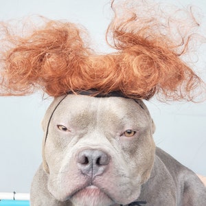 Winifred Sanderson  Cute pet   wig  for large dog / Halloween costume /Dog costume/