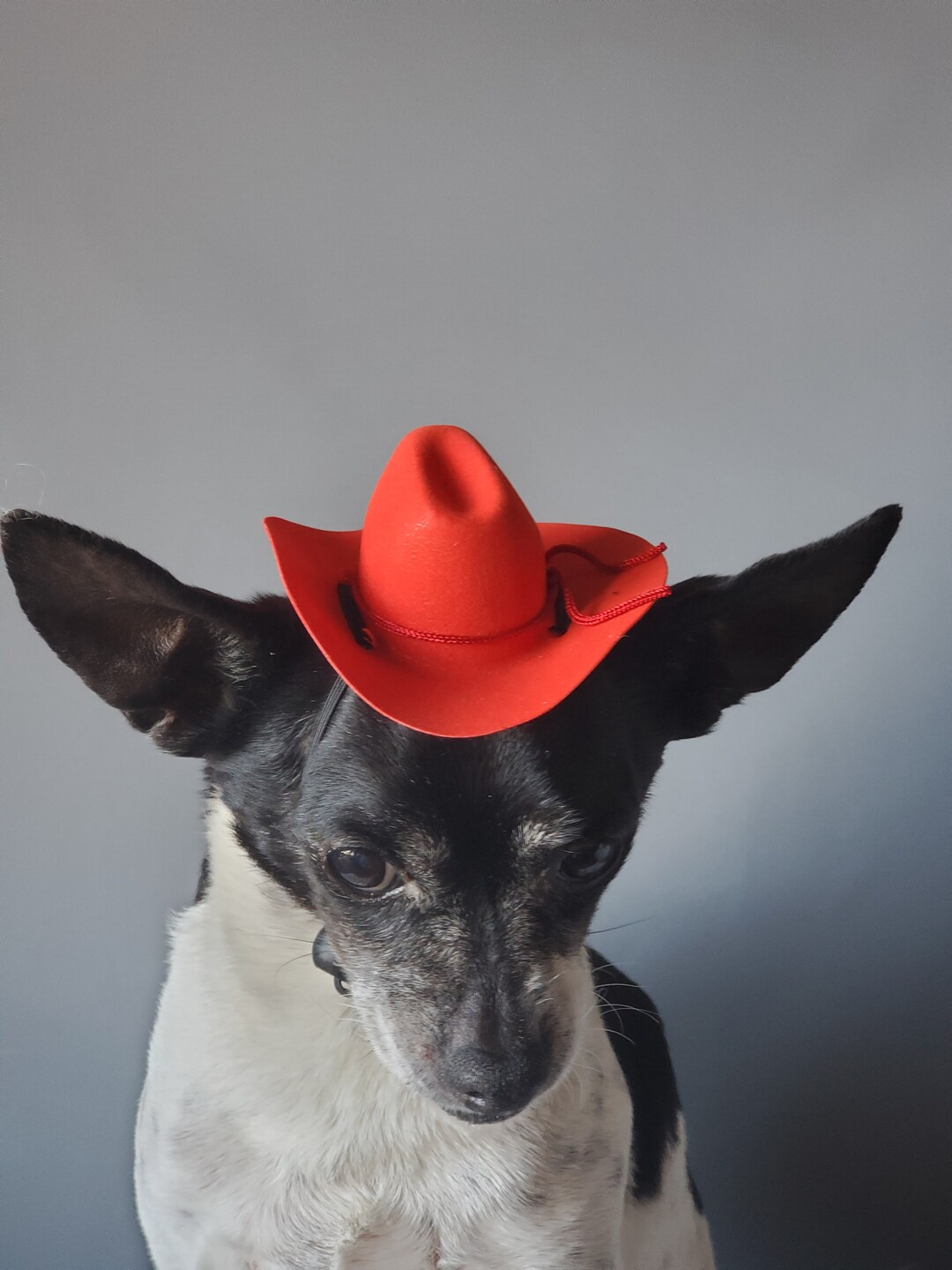 Cappello da cowboy per animali domestici Abbigliamento Cappelli da cowboy per cani e gatti Berretto regolabile per cuccioli adatto per cani di piccola