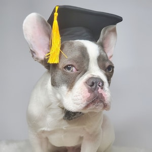 Graduation Dog hat / Graduation cat hat /Graduation hat for small animal / image 6