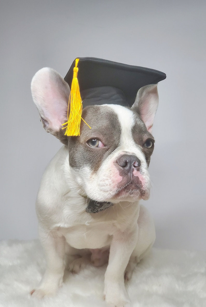 Chapeau de remise des diplômes pour chien/Chapeau de remise des diplômes chat/Chapeau de remise des diplômes pour petit animal/ image 6