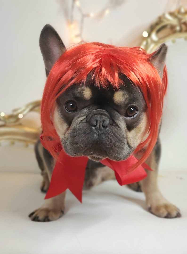 May include: A French Bulldog wearing a bright red wig and a matching red bow. The dog has a black and tan coat and is looking directly at the camera. The background is a soft white with a blurred decorative element.