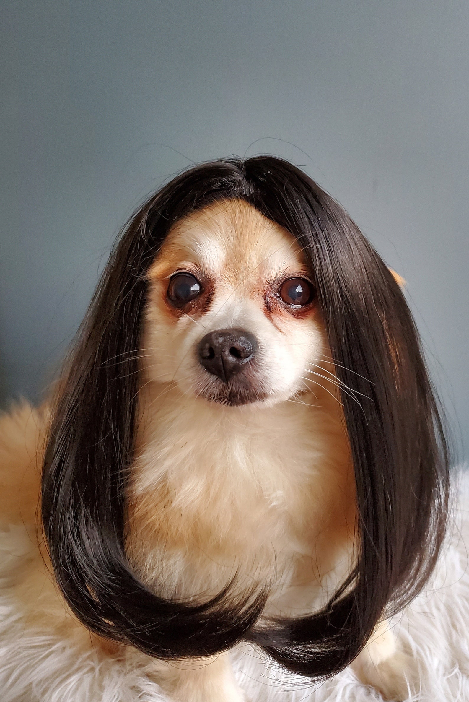 Cute Pet Wig Black Color Dog or Cat/halloween Dog Wig/costume - Etsy