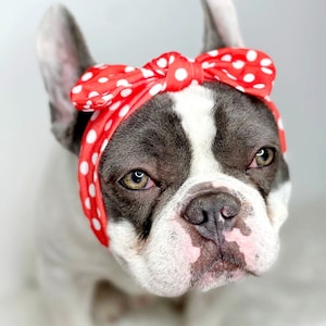 Headband  for dog or cat /headband for dogs/Pet gift/
