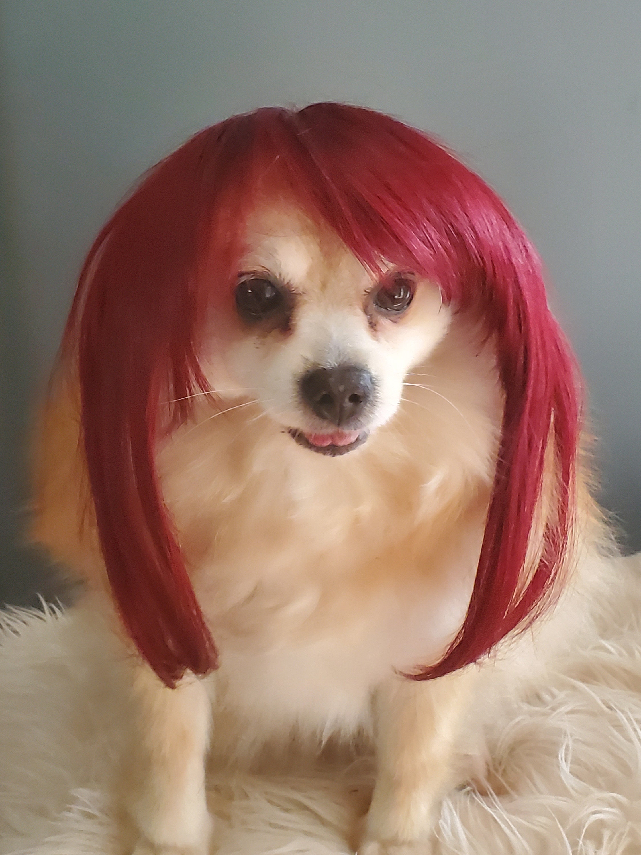Pet Wig for Dog or Cat /halloween Costume Wig for Dogs/ Etsy UK