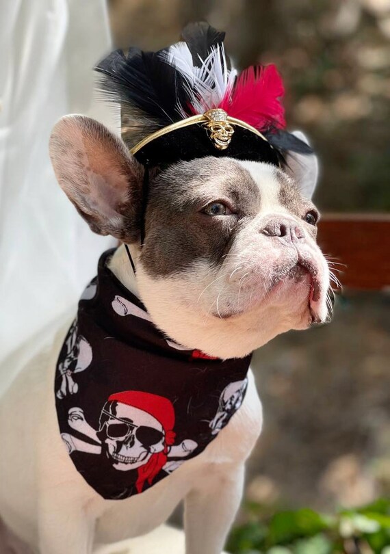 Dog french maid costume hotsell