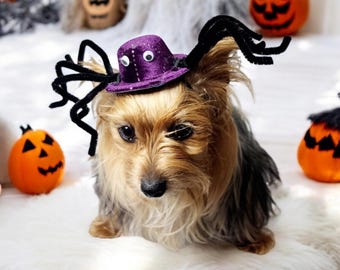 Spinnen Haustier Kostüm Hut: Elegantes Halloween Accessoire für Kleine Hunde oder Katzen