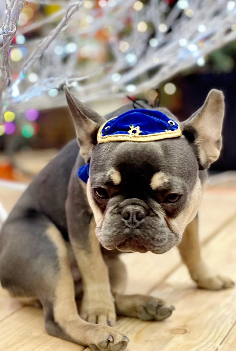 DOG KIPPAH Hanukkah hat and bow set for dog or cat/Hanukkah dog gift/Yarmulke for dogs/Yarmulke for cats//Kippah for dog image 2