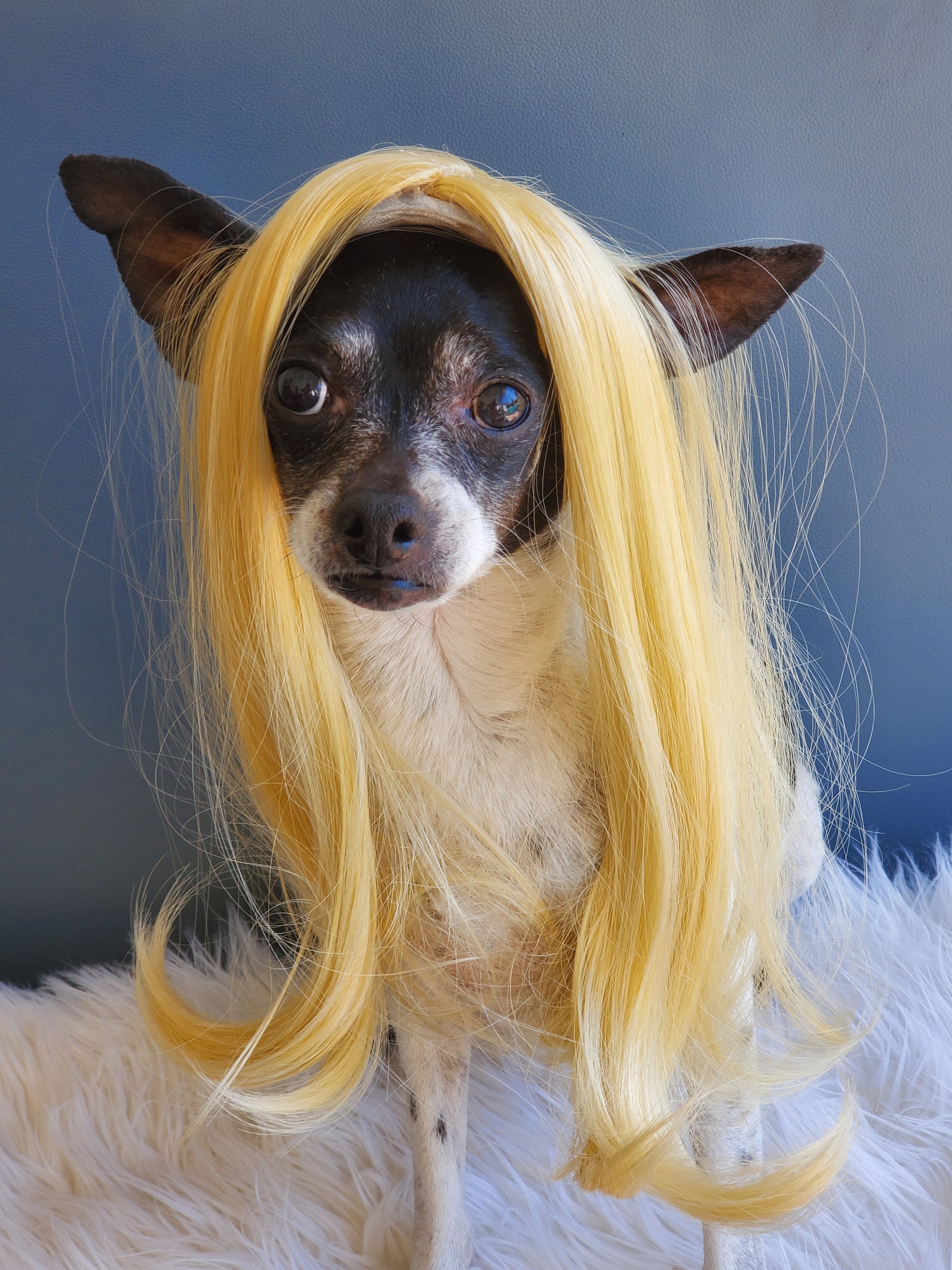 blonde wig dog