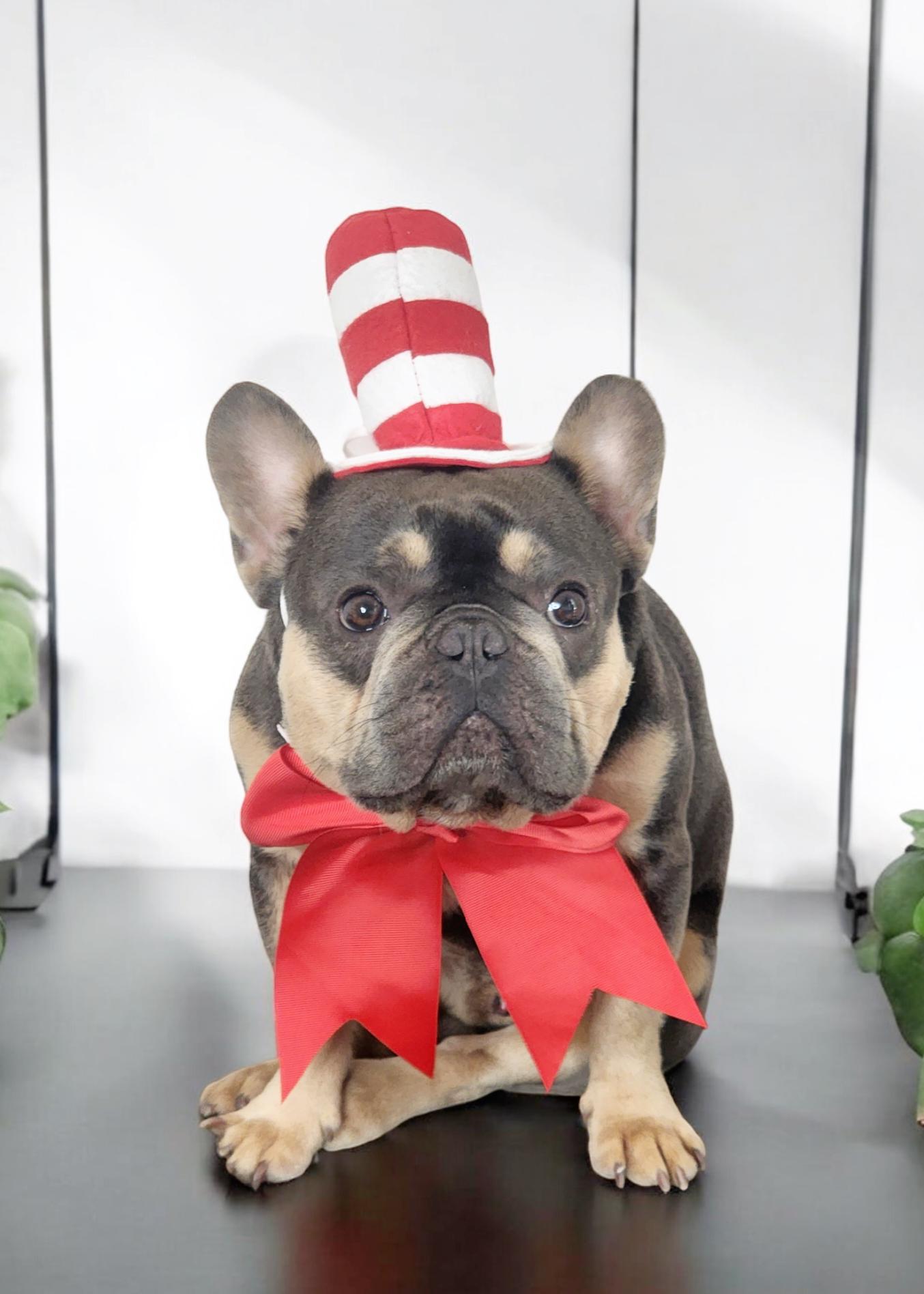 Cat In The Hat Dog Costumenull