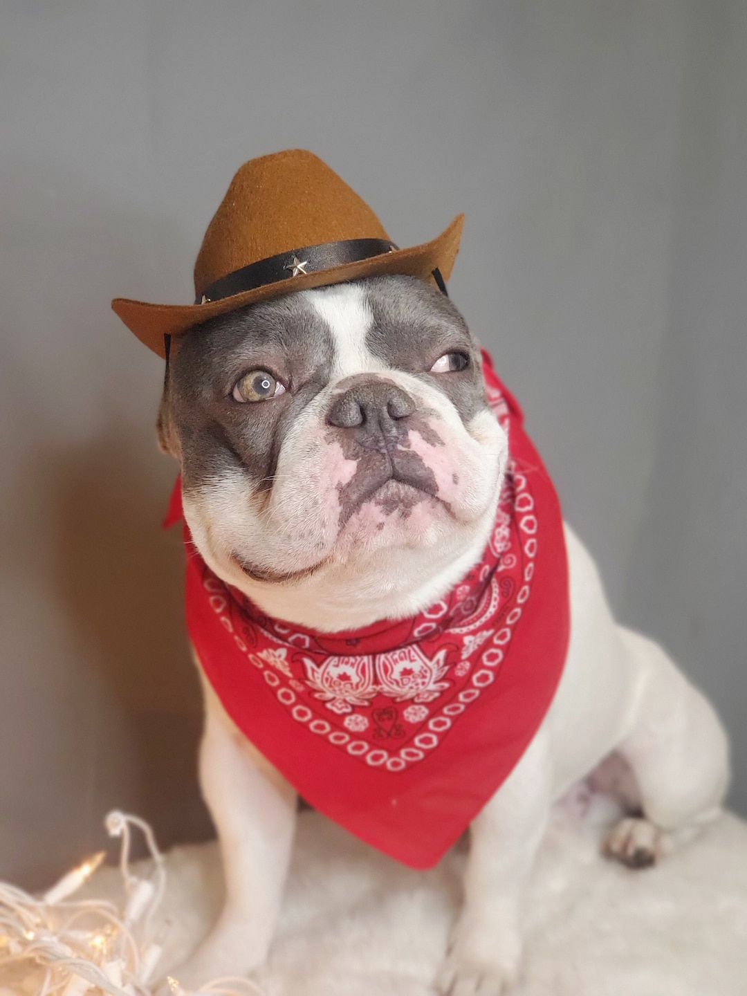 Cowboys Hat for Large Dog /dog Costume /frenchie Cowboy Hat /halloween Dog Costume / Etsy