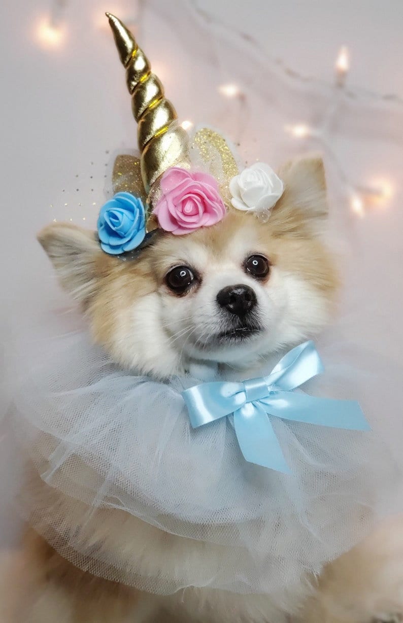 May include: A small, white dog wearing a blue tulle collar with a blue bow and a unicorn headband with pink, blue, and white flowers.
