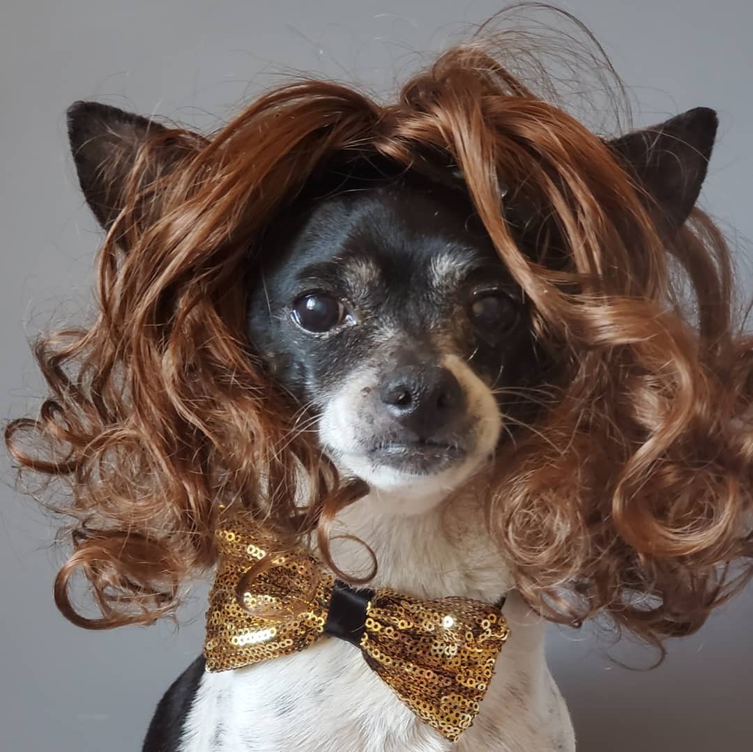 Pet Wig Brown Color for Dog or Cat Halloween Dog Wig Etsy