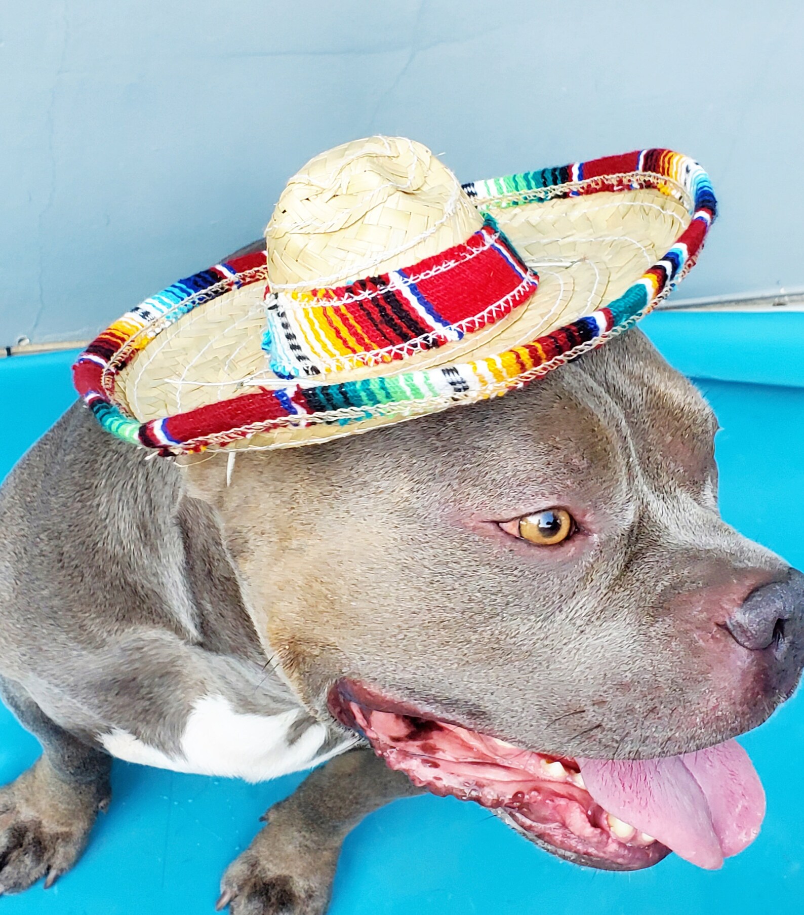 Cute Sombrero Hat for Large Dog / Halloween Dog Costume /dogs Etsy
