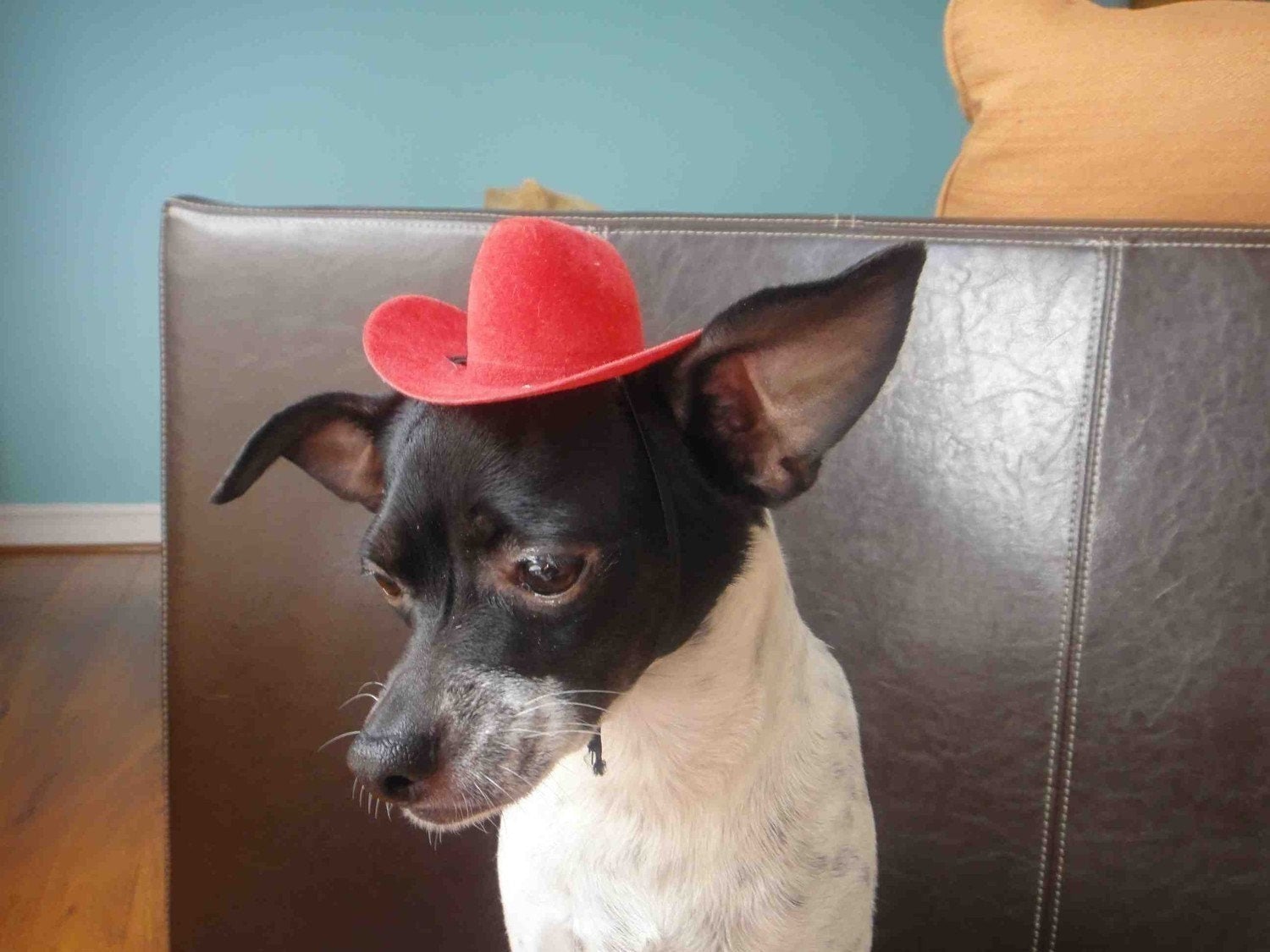 tiny cowboy hat for dogs