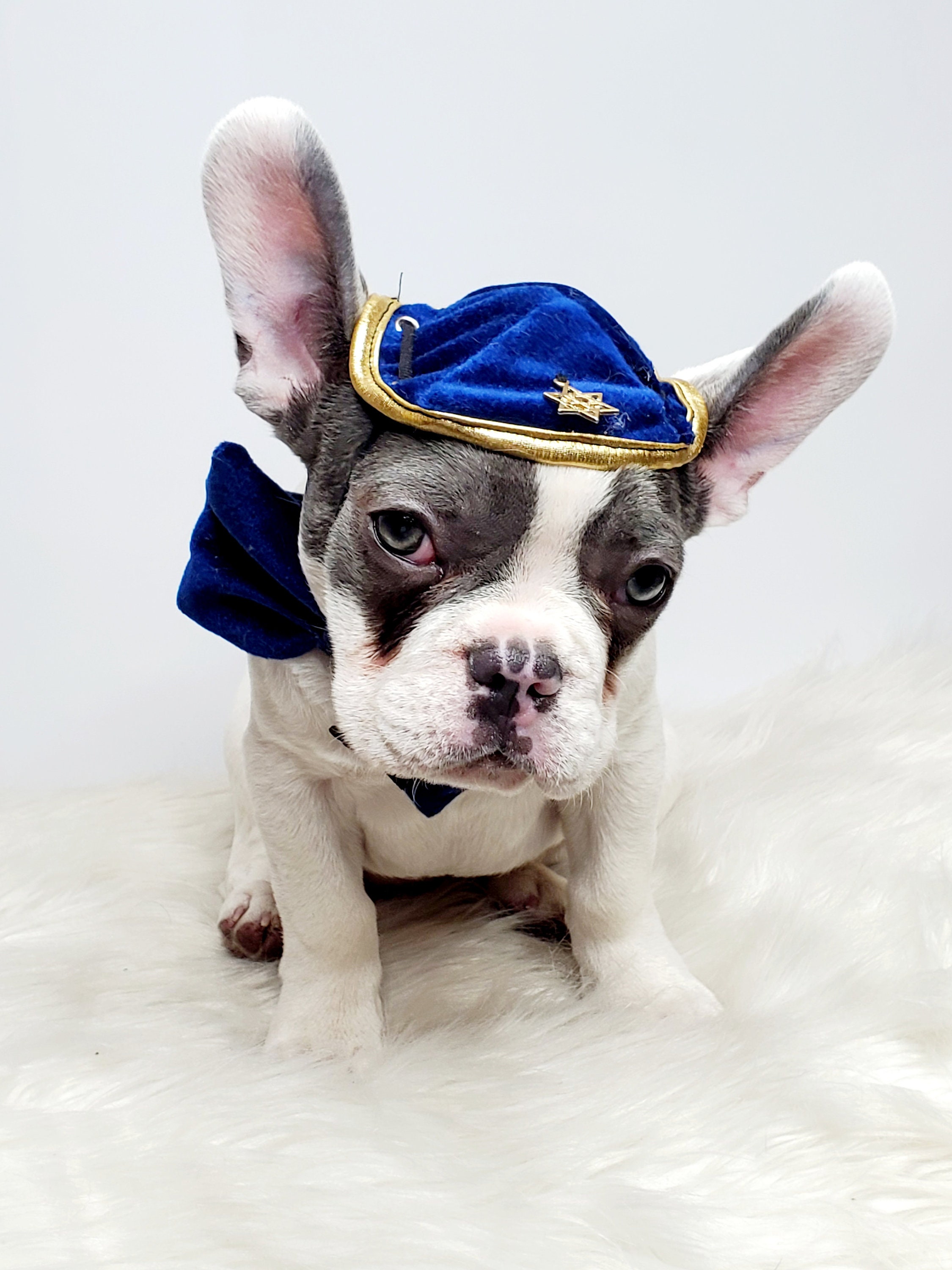 Handmade Dog Kippah Hanukkah Hat and Bow Set, Jewish Star - Etsy