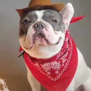 Cowboys hat for large dog /Dog costume /Frenchies cowboy hat / image 8