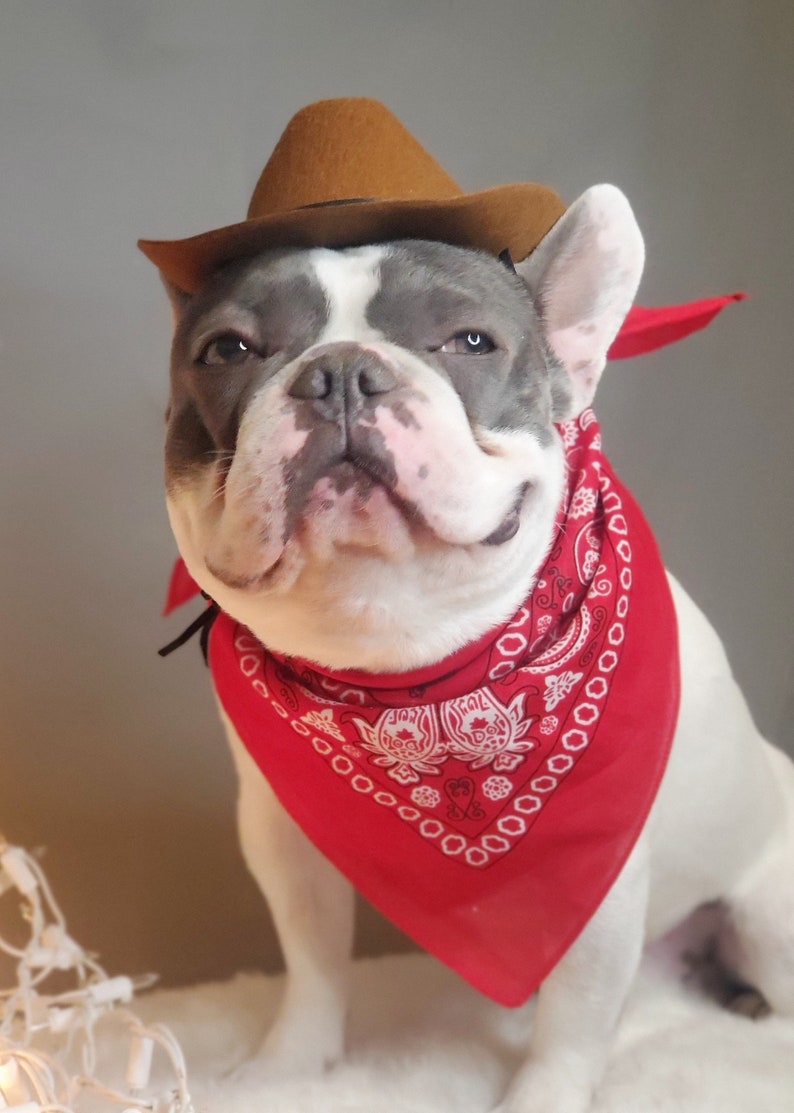 Cowboys hat for large dog /Dog costume /Frenchies cowboy hat / image 8