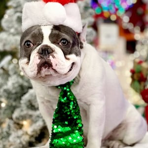 Christmas  Santa  hat   for  large size dog /  Santa  hat for dog /  Santa  set for Frenchie /